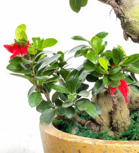 Propitious Ficus Bonsai Tree - Gifting plant - Tumbleweed Plants - Online Plant Delivery Singapore