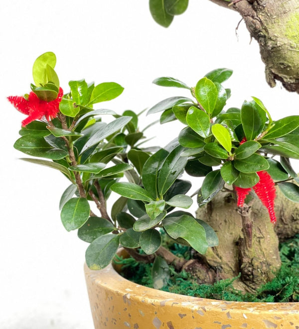 Propitious Ficus Bonsai Tree - Gifting plant - Tumbleweed Plants - Online Plant Delivery Singapore