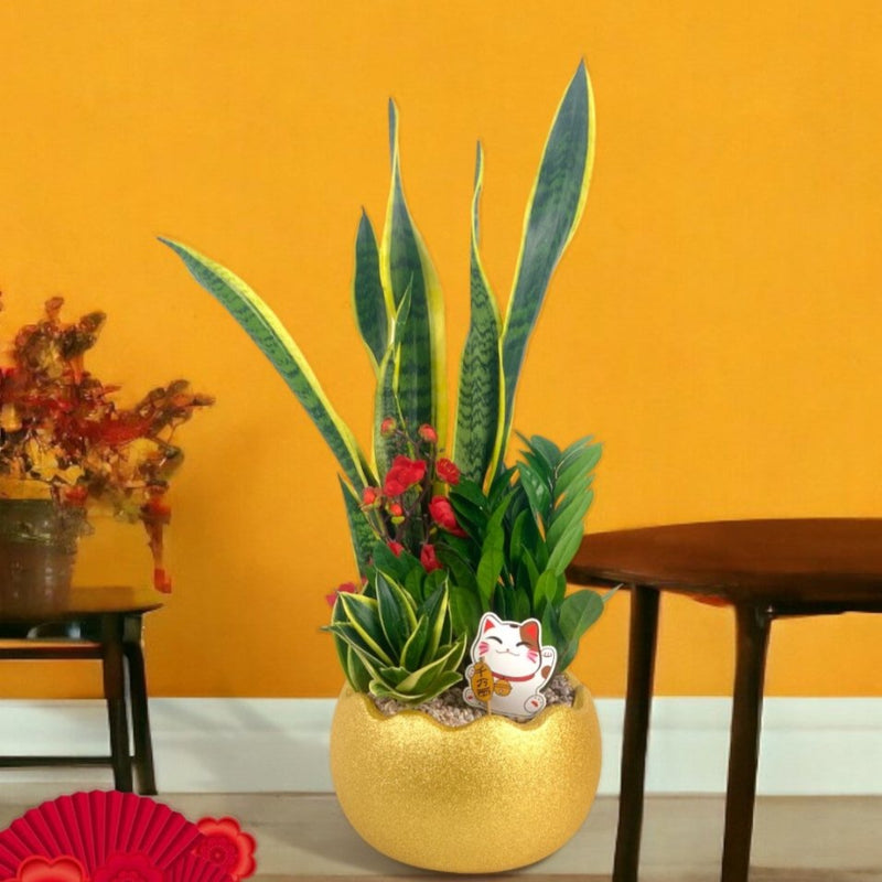 Prosperity Plant Arrangement in Golden Egg Pot (Large) - Gifting plant - Tumbleweed Plants - Online Plant Delivery Singapore