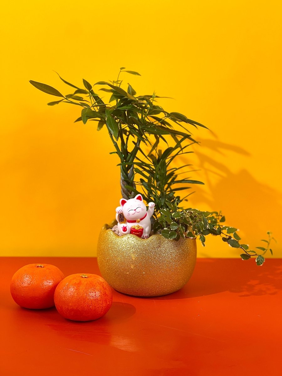 Prosperity Plant Arrangement in Golden Egg Pot (Standard) - Gifting plant - Tumbleweed Plants - Online Plant Delivery Singapore