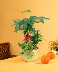 Prosperity Plant Arrangement in Golden Egg Pot (Standard) - Gifting plant - Tumbleweed Plants - Online Plant Delivery Singapore