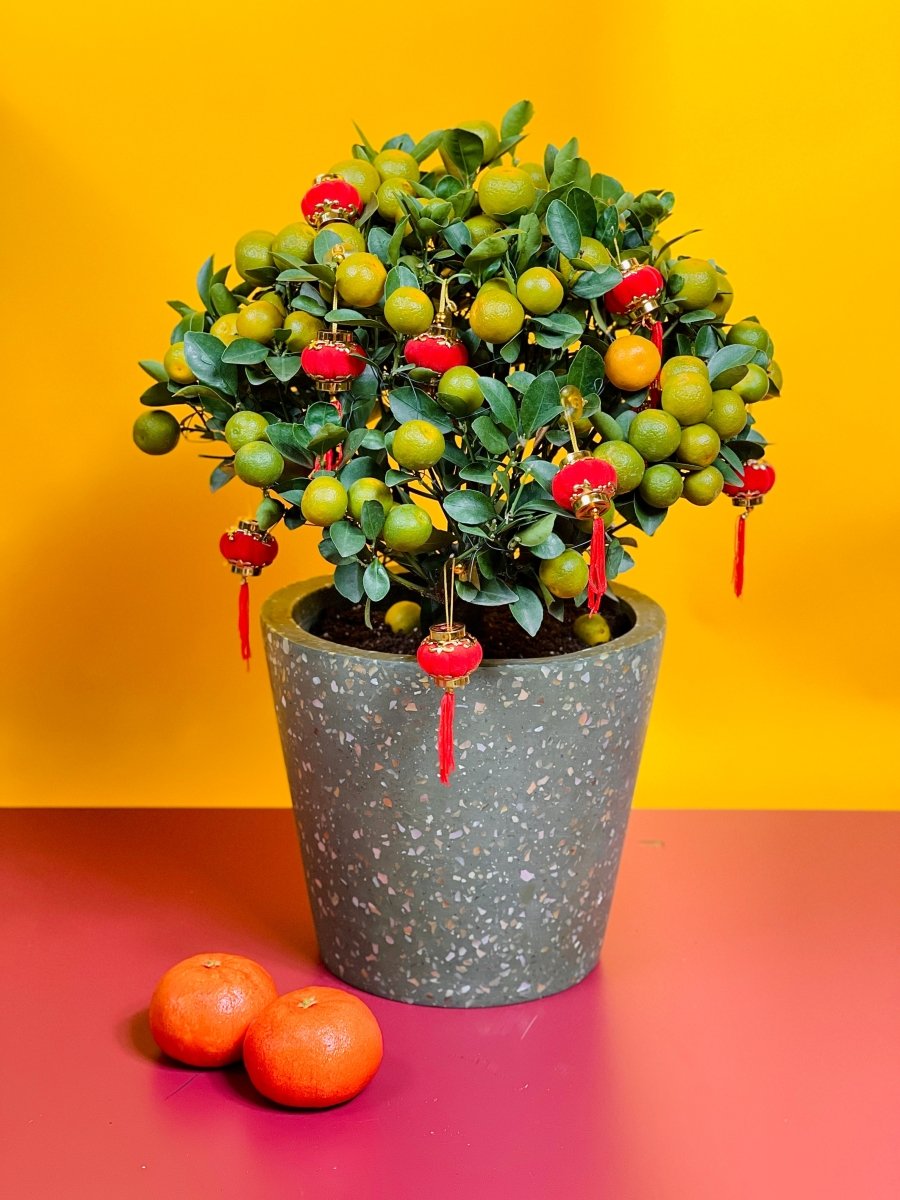 terrazzo pots - olive green