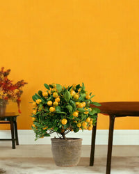Prosperous Golden Orange Tree - grow pot - Potted plant - Tumbleweed Plants - Online Plant Delivery Singapore