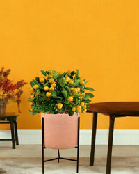 Prosperous Golden Orange Tree - sedona stand - Potted plant - Tumbleweed Plants - Online Plant Delivery Singapore