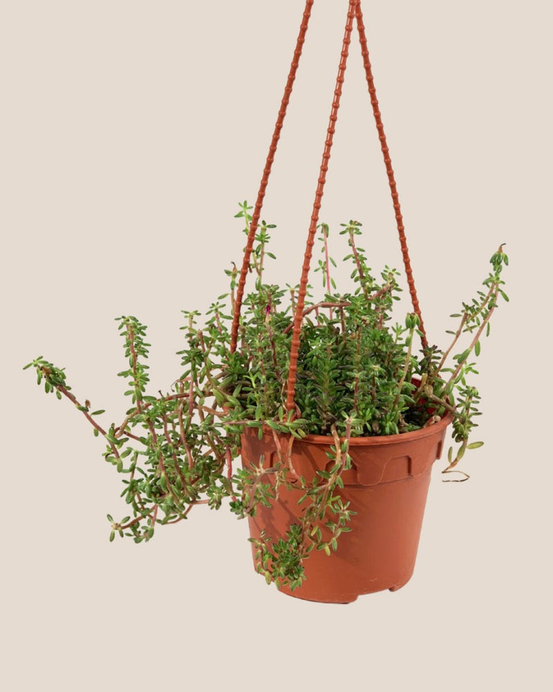 Purple Rice 'Portulaca Gilliesii' - grow pot - Potted plant - Tumbleweed Plants - Online Plant Delivery Singapore