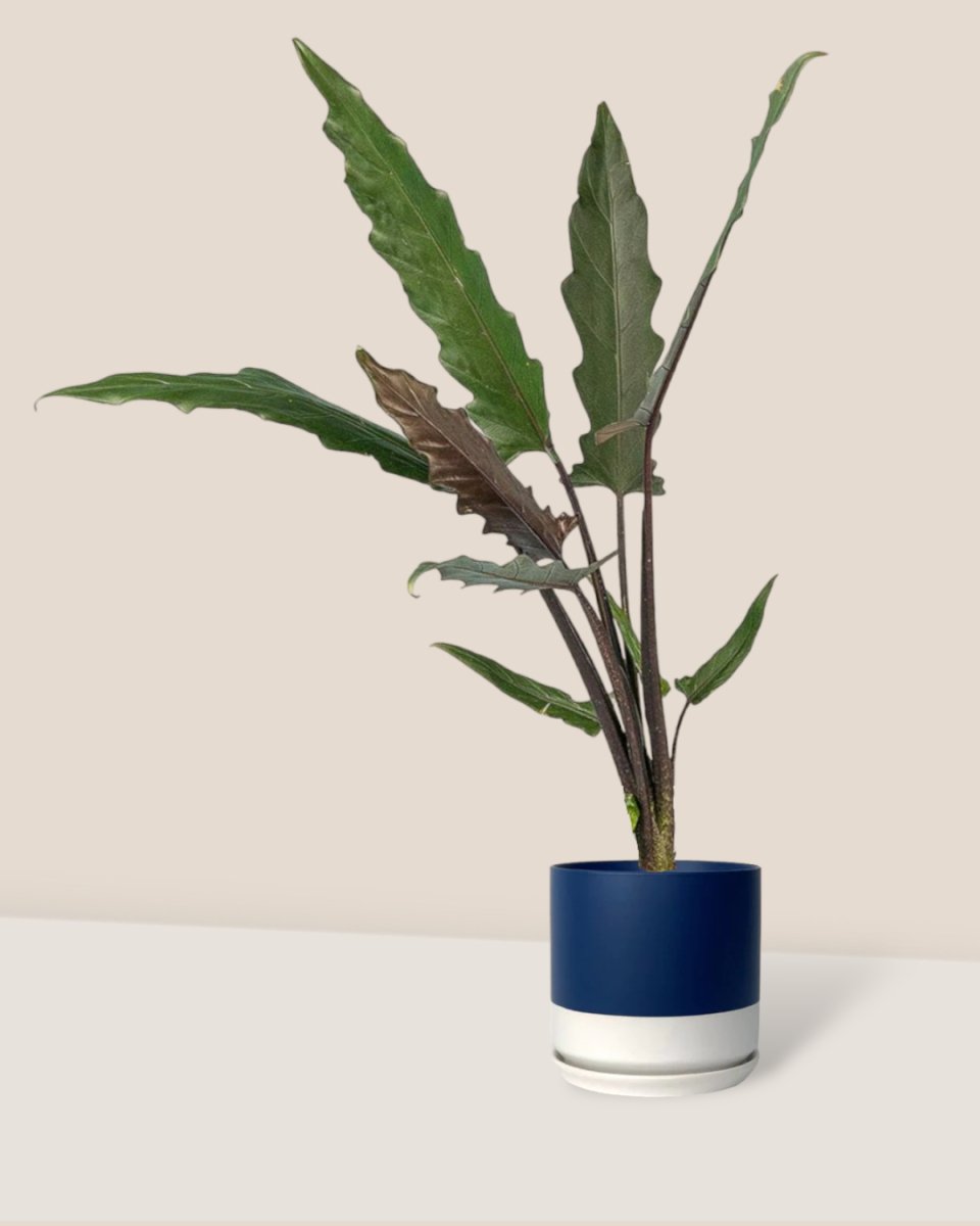 Purple Sword Plant - plastic pot - Just plant - Tumbleweed Plants - Online Plant Delivery Singapore
