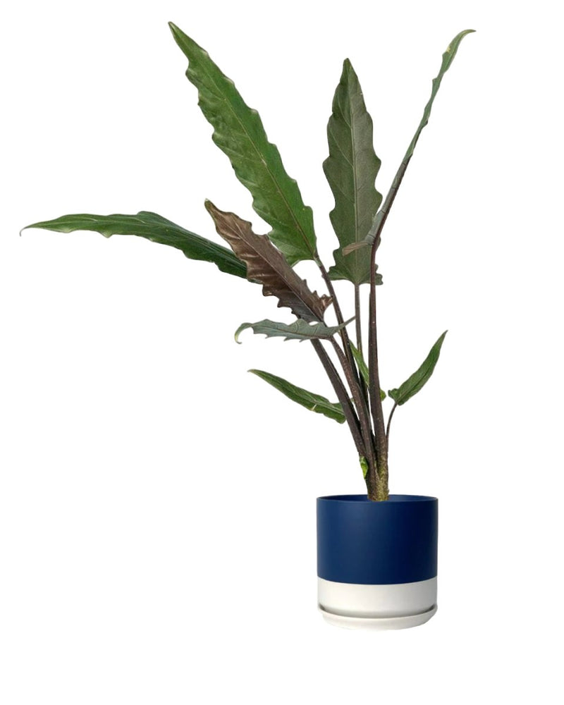Purple Sword Plant - plastic pot - Just plant - Tumbleweed Plants - Online Plant Delivery Singapore