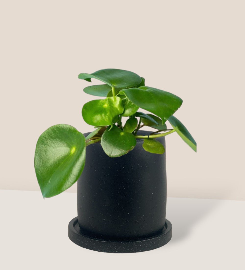 Raindrop Peperomia - brindle pot - standard/black - Potted plant - Tumbleweed Plants - Online Plant Delivery Singapore