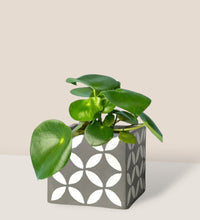Raindrop Peperomia - cement cube planter - Potted plant - Tumbleweed Plants - Online Plant Delivery Singapore