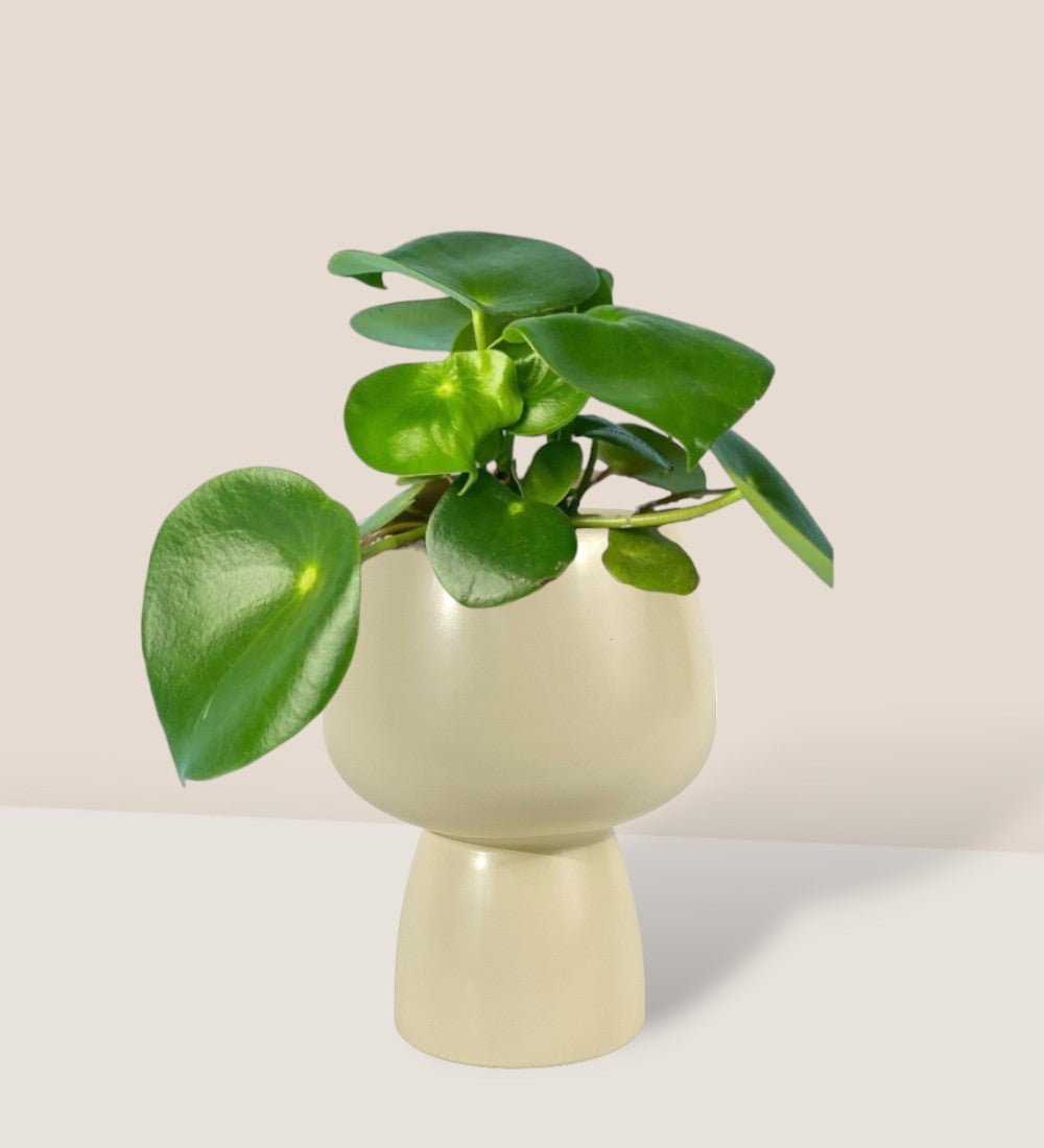Raindrop Peperomia - ceramic sand pot - Potted plant - Tumbleweed Plants - Online Plant Delivery Singapore