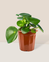 Raindrop Peperomia - grow pot - Potted plant - Tumbleweed Plants - Online Plant Delivery Singapore