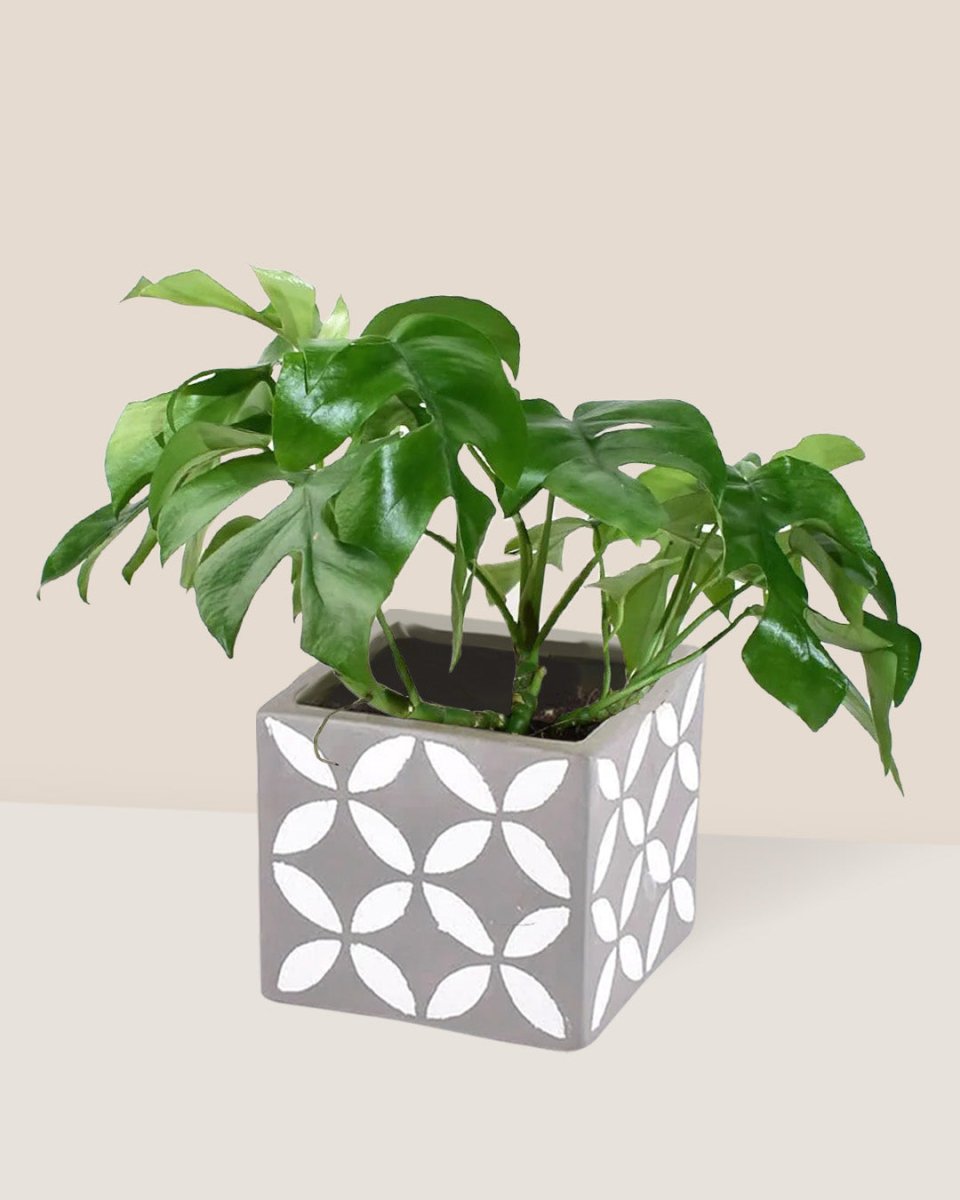 Raphidophora Tetrasperma - cement cube - Just plant - Tumbleweed Plants - Online Plant Delivery Singapore