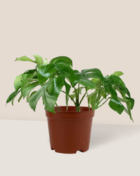 Raphidophora Tetrasperma - grow pot - Just plant - Tumbleweed Plants - Online Plant Delivery Singapore