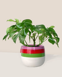 Raphidophora Tetrasperma - poppy planter - ariel - Just plant - Tumbleweed Plants - Online Plant Delivery Singapore