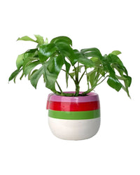 Raphidophora Tetrasperma - poppy planter - ariel - Potted plant - Tumbleweed Plants - Online Plant Delivery Singapore