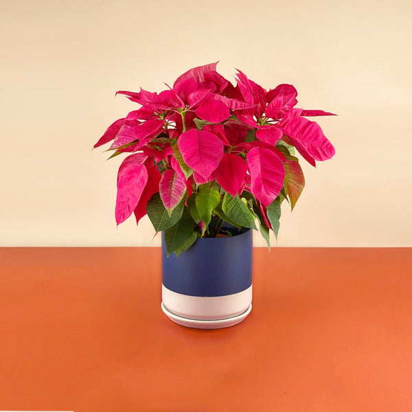 Red Poinsettia - blue white two tone pot - Potted plant - Tumbleweed Plants - Online Plant Delivery Singapore