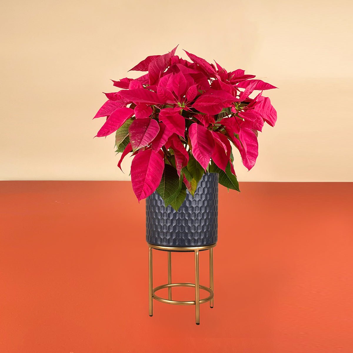 Red Poinsettia - diamond stands (small) - Potted plant - Tumbleweed Plants - Online Plant Delivery Singapore