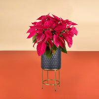 Red Poinsettia - diamond stands (small) - Potted plant - Tumbleweed Plants - Online Plant Delivery Singapore