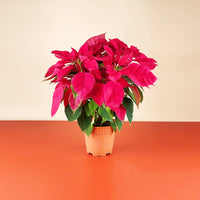 Red Poinsettia - grow pot - Potted plant - Tumbleweed Plants - Online Plant Delivery Singapore