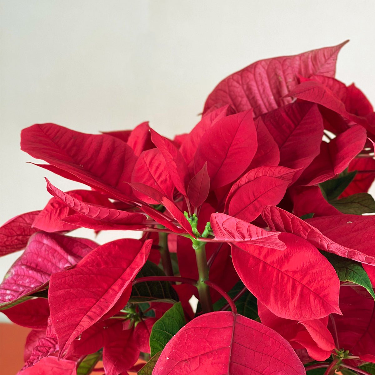 Red Poinsettia - grow pot - Potted plant - Tumbleweed Plants - Online Plant Delivery Singapore