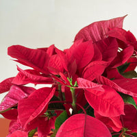 Red Poinsettia - grow pot - Potted plant - Tumbleweed Plants - Online Plant Delivery Singapore