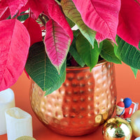 Red Poinsettia - grow pot - Potted plant - Tumbleweed Plants - Online Plant Delivery Singapore