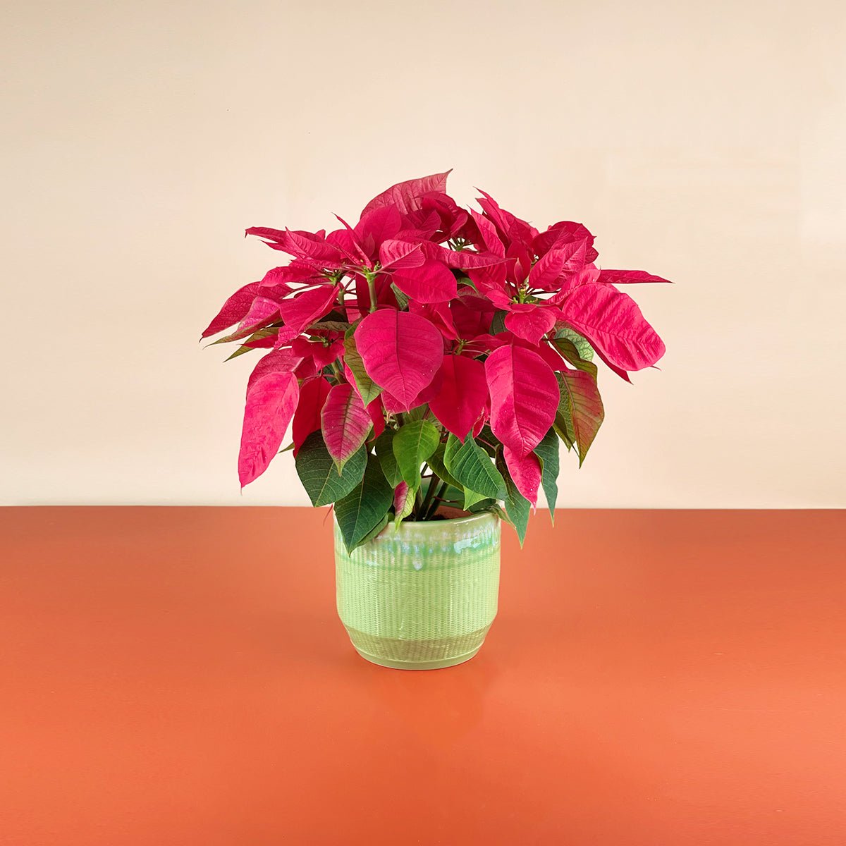 Red Poinsettia - nelson planter (mint) - Potted plant - Tumbleweed Plants - Online Plant Delivery Singapore