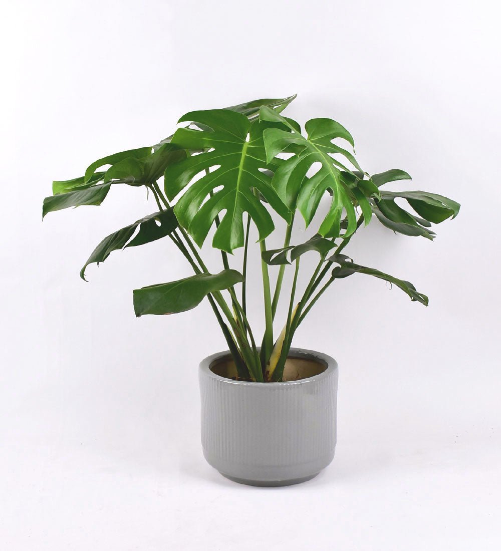 Repotting Service - for Large (L) - Add Ons - Tumbleweed Plants - Online Plant Delivery Singapore