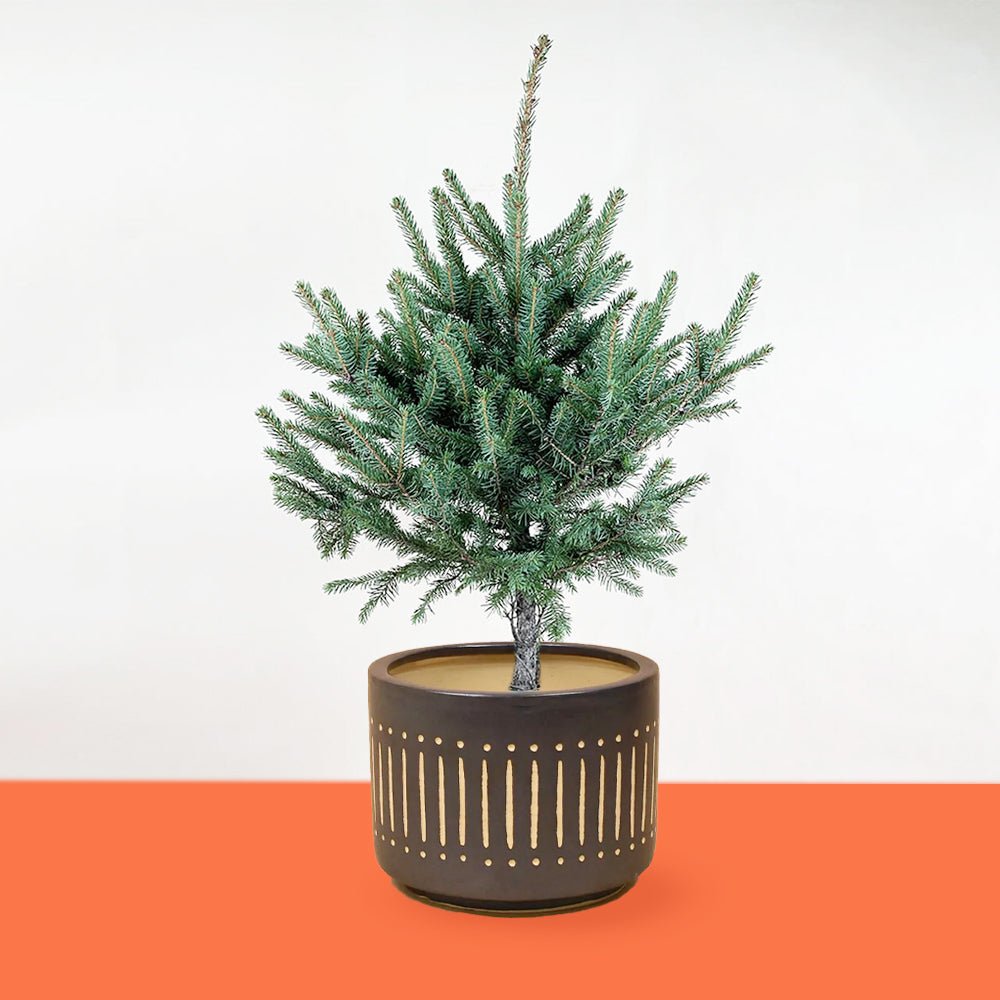 Rocky Boy Christmas Tree in Large Pocky Pot - large black pocky pot - Gifting plant - Tumbleweed Plants - Online Plant Delivery Singapore