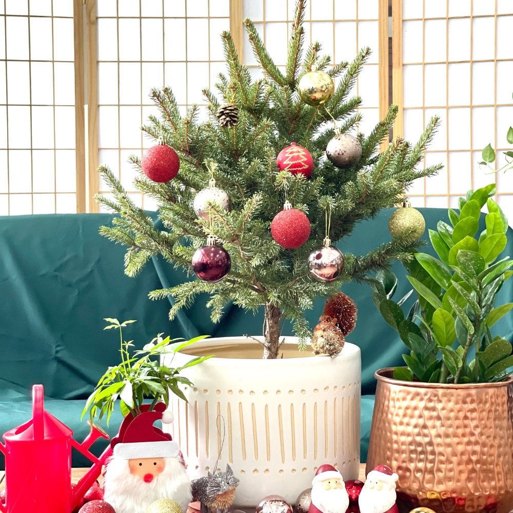 Rocky Boy Christmas Tree in Large Pocky Pot - large white pocky pot - Gifting plant - Tumbleweed Plants - Online Plant Delivery Singapore