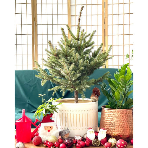 Rocky Boy Christmas Tree in Large Pocky Pot - large white pocky pot - Gifting plant - Tumbleweed Plants - Online Plant Delivery Singapore