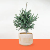 Rocky Boy Christmas Tree in Large Pocky Pot - large white pocky pot - Gifting plant - Tumbleweed Plants - Online Plant Delivery Singapore