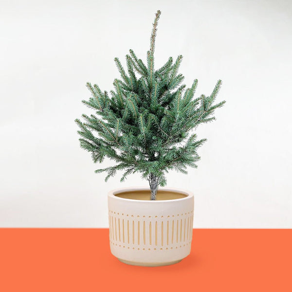 Rocky Boy Christmas Tree in Large Pocky Pot - large white pocky pot - Gifting plant - Tumbleweed Plants - Online Plant Delivery Singapore