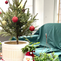 Rocky Boy Christmas Tree in Large Pocky Pot - large white pocky pot - Gifting plant - Tumbleweed Plants - Online Plant Delivery Singapore