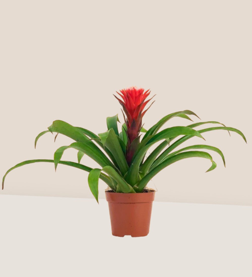 Rosso Corsa Scarlet Star - addie planter - large/mustard - Potted plant - Tumbleweed Plants - Online Plant Delivery Singapore