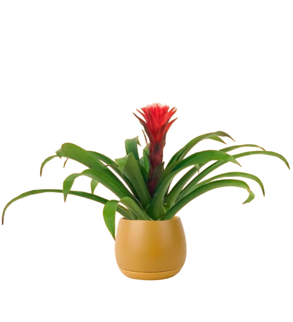 Rosso Corsa Scarlet Star - addie planter - large/mustard - Potted plant - Tumbleweed Plants - Online Plant Delivery Singapore