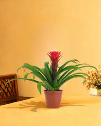 Rosso Corsa Scarlet Star - grow pot - Potted plant - Tumbleweed Plants - Online Plant Delivery Singapore
