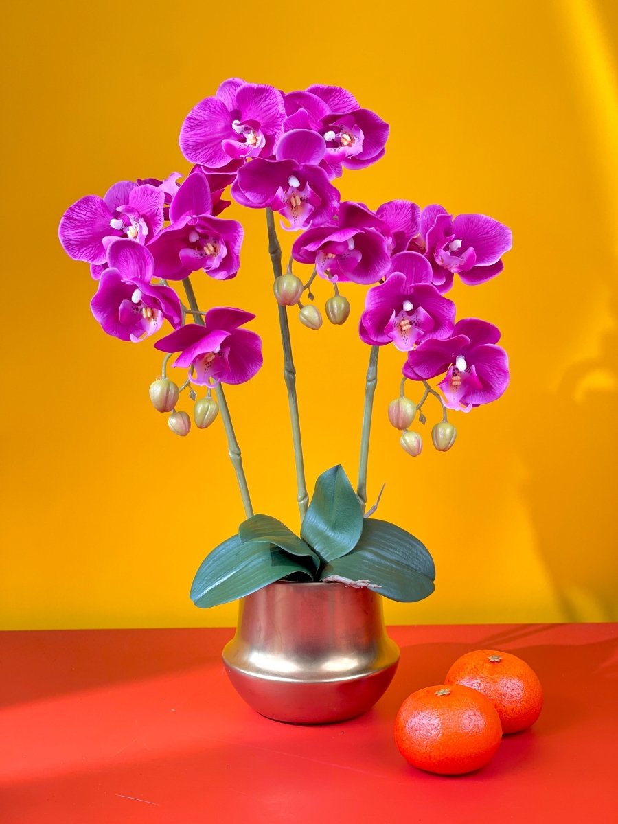 Royal Purple Abundance Phalaenopsis - Gifting plant - Tumbleweed Plants - Online Plant Delivery Singapore