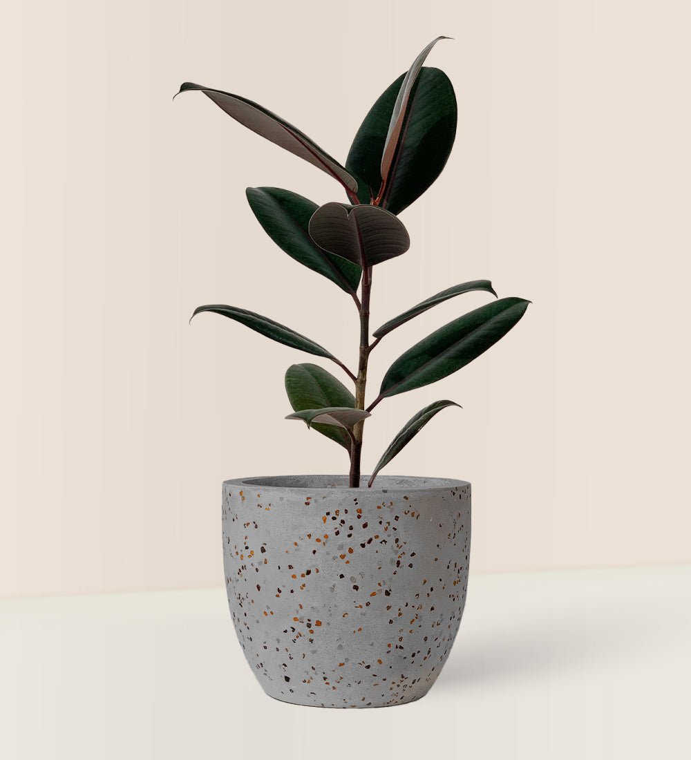 Rubber Plant 'Ficus Elastica Burgundy' - egg pot small grey - Potted plant - Tumbleweed Plants - Online Plant Delivery Singapore