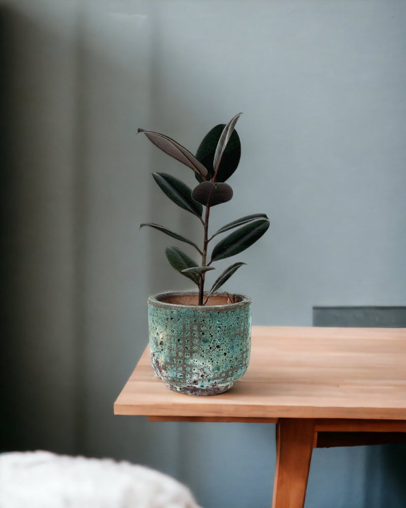 Rubber Plant 'Ficus Elastica Burgundy' - egg pot small grey - Potted plant - Tumbleweed Plants - Online Plant Delivery Singapore