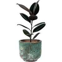 Ficus Elastica Burgundy