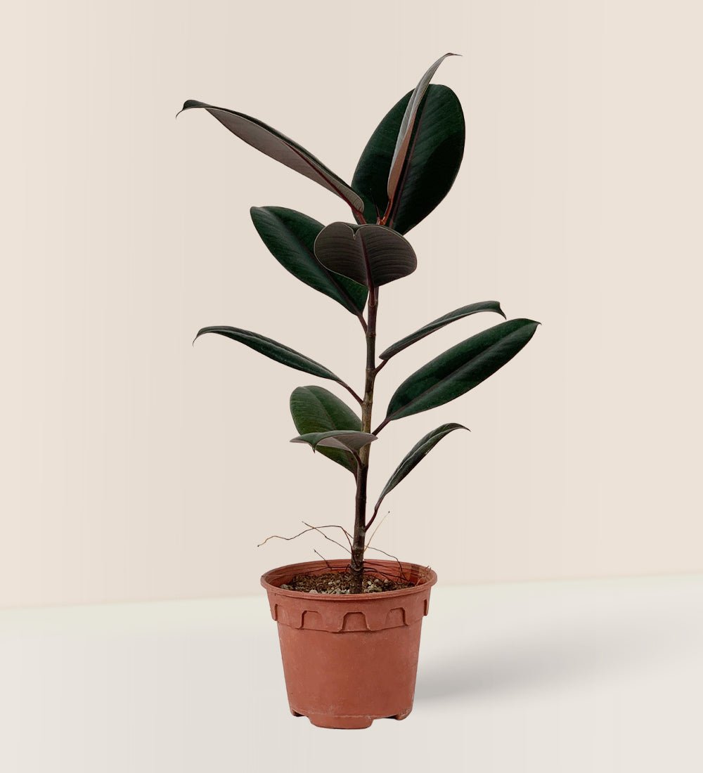 Rubber Plant 'Ficus Elastica Burgundy' - grow pot - Potted plant - Tumbleweed Plants - Online Plant Delivery Singapore