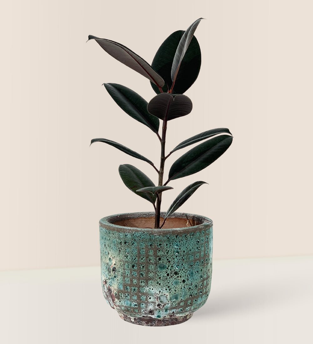 Rubber Plant 'Ficus Elastica Burgundy' - xi'an planter - Potted plant - Tumbleweed Plants - Online Plant Delivery Singapore