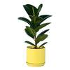 Rubber Plant 'Ficus Elastica Robusta'