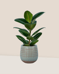 Rubber Plant 'Ficus Elastica Robusta' - cylinder pot yellow - Potted plant - Tumbleweed Plants - Online Plant Delivery Singapore
