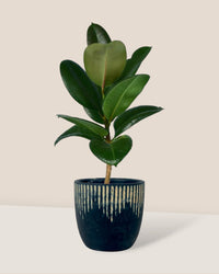 Rubber Plant 'Ficus Elastica Robusta' - etched planter - black/large - Potted plant - Tumbleweed Plants - Online Plant Delivery Singapore