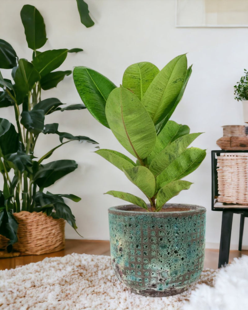 Rubber Plant 'Ficus Elastica Shivereana' - egg pot small grey - Potted plant - Tumbleweed Plants - Online Plant Delivery Singapore
