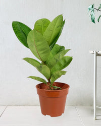 Rubber Plant 'Ficus Elastica Shivereana' - grow pot - Potted plant - Tumbleweed Plants - Online Plant Delivery Singapore