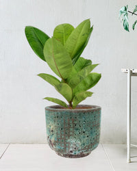 Rubber Plant 'Ficus Elastica Shivereana' - xi'an planter - Potted plant - Tumbleweed Plants - Online Plant Delivery Singapore