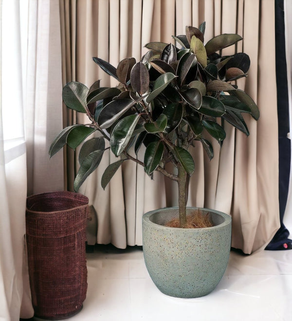 Rubber Tree - egg pot - large grey - Potted plant - Tumbleweed Plants - Online Plant Delivery Singapore